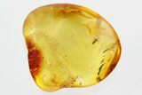 Detailed Fossil Parasitoid Wasp (Diapriidae) in Baltic Amber #315318-1